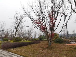 冬日公园枯树景观