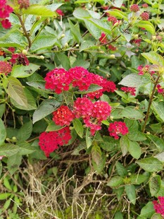 鲜艳红花朵与绿叶相伴