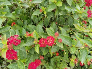 鲜艳红花朵与绿叶相映