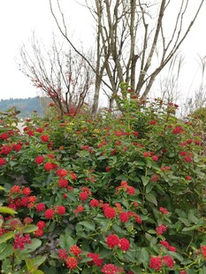 红叶绿枝的美丽植物景观