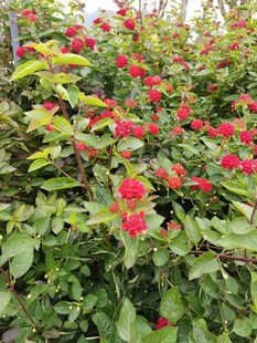 鲜艳花丛绽放迷人色彩