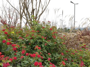 野外盛放的红色花卉景观