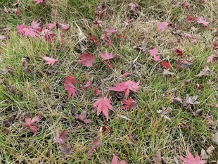 草地上散落的粉色花瓣
