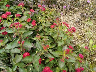 绿叶丛中绽放的艳红花朵