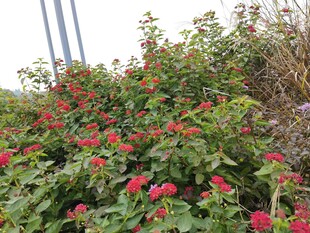 鲜艳红花朵朵绽放