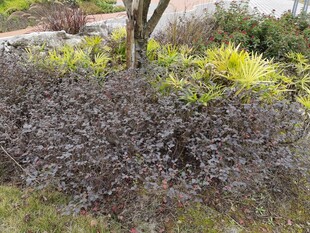 花园中的多彩灌木景观