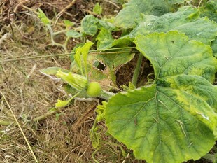 田间生长的翠绿南瓜植株