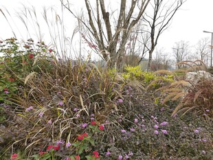 野外多彩植物景观