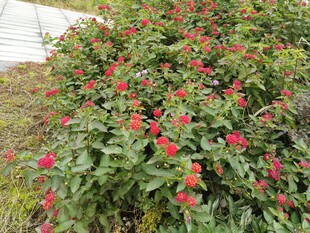 绿叶间绽放的鲜艳小红花