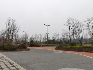 空旷道路边的树木与路灯