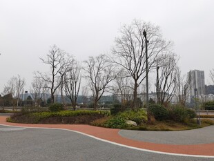 城市公园中的空旷道路景观