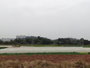 田野风光宁静乡村景致