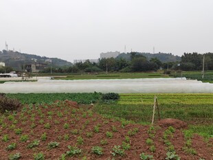 田园风光多彩农田景致