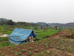 田野中的蓝色简易帐篷