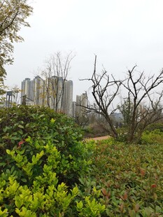 城市中萧瑟与生机并存景象