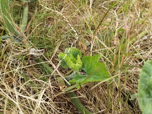 草丛中的嫩绿小植物