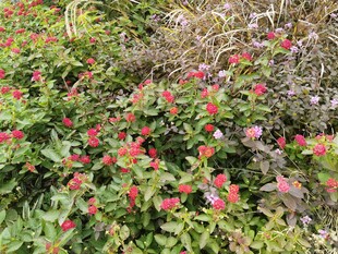 繁茂花丛中的艳丽红花