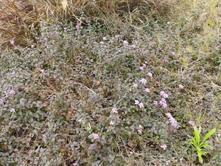 野外丛生的紫色小花