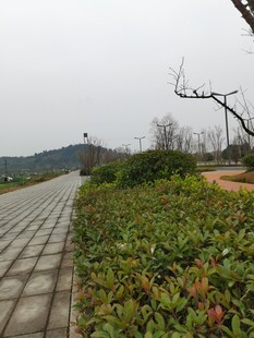 户外绿植铺就的砖石小径