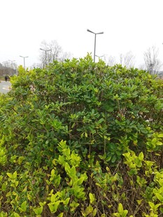 绿意盎然的户外灌木丛