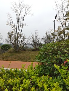 户外绿植与光秃树木景观