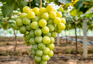 绿葡萄挂于藤间