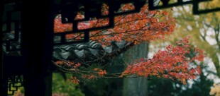 中式窗景下的绚烂红枫