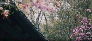 屋顶旁盛开的绚烂繁花