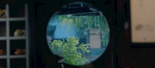 透过圆窗看绿意盎然景象