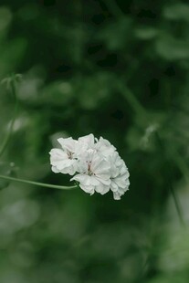 白色小花绽放于绿意间