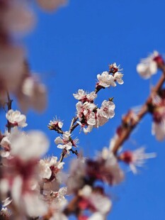 枝头杏花绽于蓝天之下