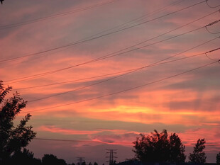 绚丽晚霞中的树木剪影