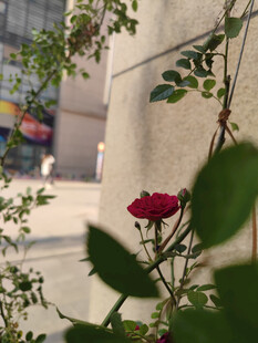 墙边绽放的娇艳红玫瑰