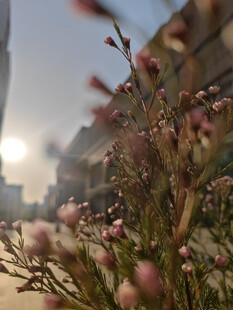 阳光下绽放的粉嫩花枝