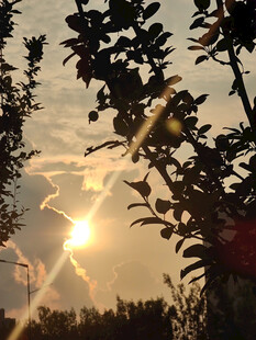 夕阳透过枝叶洒下美景