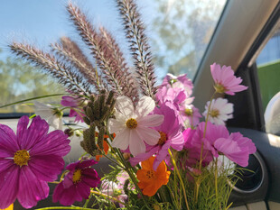车内缤纷花卉装点小世界