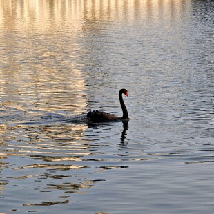 夕阳下黑天鹅悠游湖面