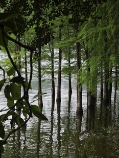 水中树林