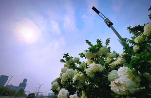 阳光下的繁茂白色花卉