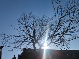 冬日枯树与耀眼阳光