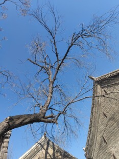 蓝天旁的枯树与建筑