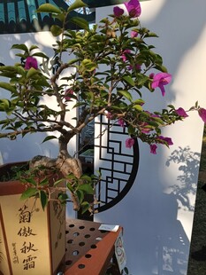 雅致三角梅盆景