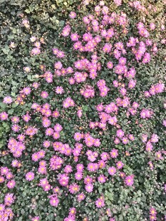 粉色小花铺满地面