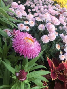 多彩雏菊绽放美丽瞬间