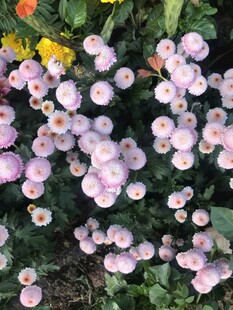 粉紫小花簇拥绽放