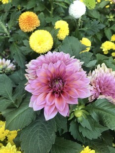 多彩大丽花绽放