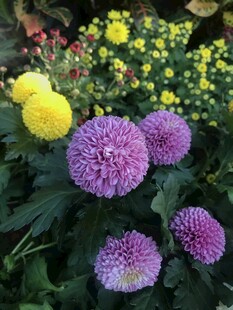 多彩乒乓菊绽放