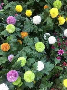 多彩菊花绽放绿叶间