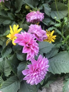 娇艳多彩大丽花绽放