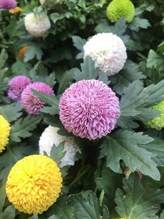 多彩乒乓菊绽放美丽